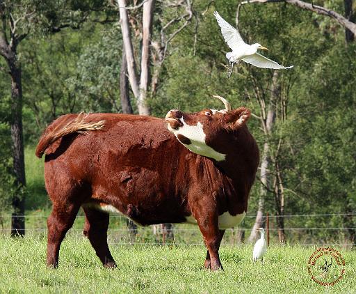 The Cow and the Great Egret 9Y527D-008.JPG